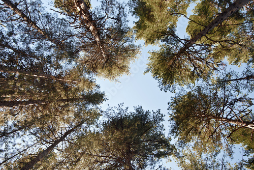 View looking up to sky through Corsican black pine photo