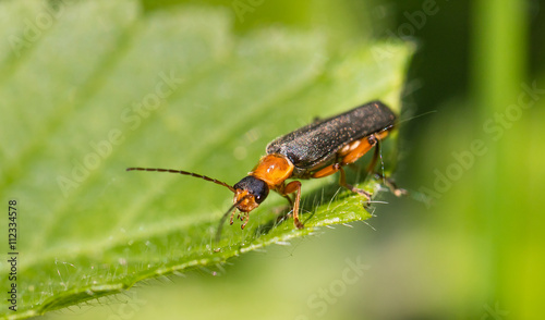 käfer