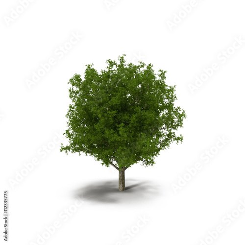 Oak Tree Isolated on White 3D Illustration