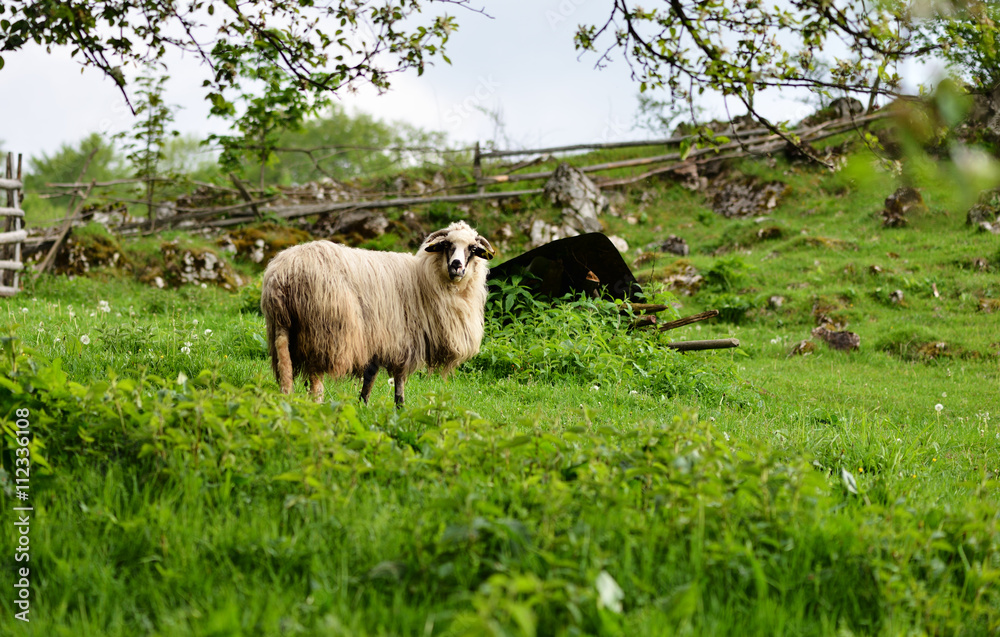 Fototapeta premium View of a mountain sheep in green Field