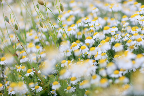 Abstract image of a field with spring flowers