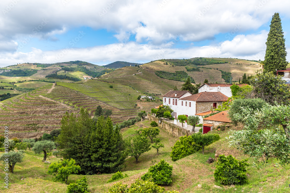 Landscape of the Douro river regionin Portugal - Vineyards Landscape of the Douro river regionin Portugal - Vineyards