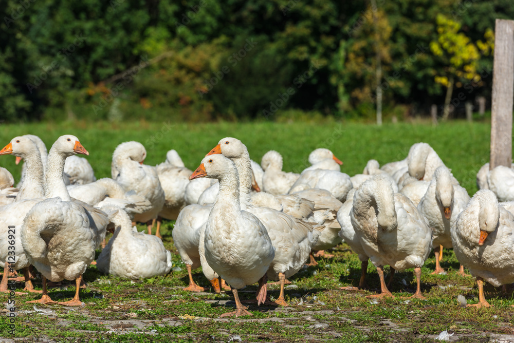Geese gaggle grazing on green grass Geese gaggle grazing on green grass