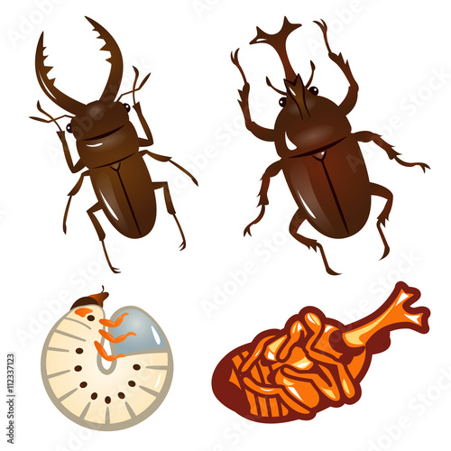 カブトムシとクワガタムシのセット