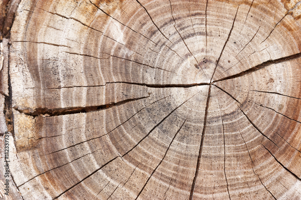 Fototapeta premium Saw cut of an old tree