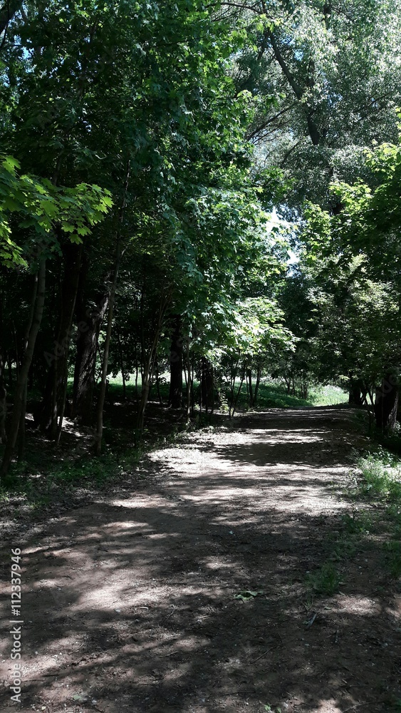 Fototapeta premium Road in the summer park