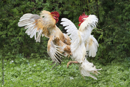 two cocks white and red fight on the farm
