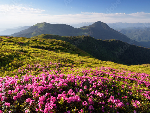 Pink flowers in mountains
