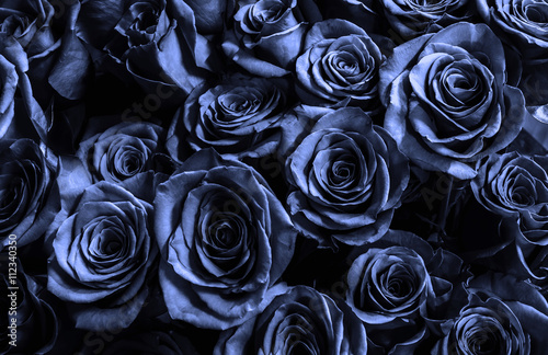 bark blue roses background.greeting card.
