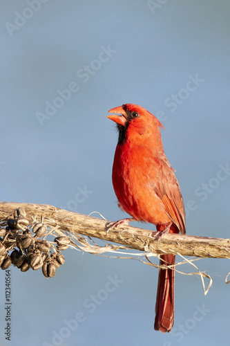 Northern Cardinal Male Perched on Branch with Seeds