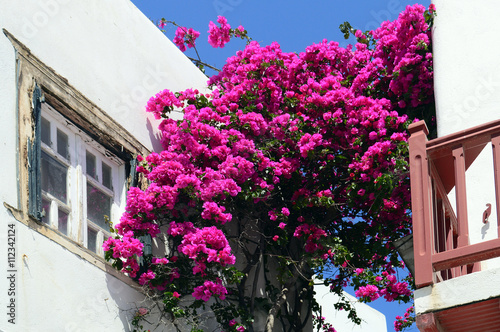 Old window on a white building with beautiful bougainvillea flowers