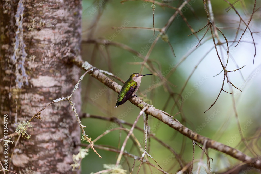 Ruby Throated Humming bird in a boreal forest in Northern Quebec after its long migration north. Very small hummingbirds with a lot of fight to do the long trip from the south. Ruby Throated Humming bird in a boreal forest in Northern Quebec after its long migration north. Very small hummingbirds with a lot of fight to do the long trip from the south.