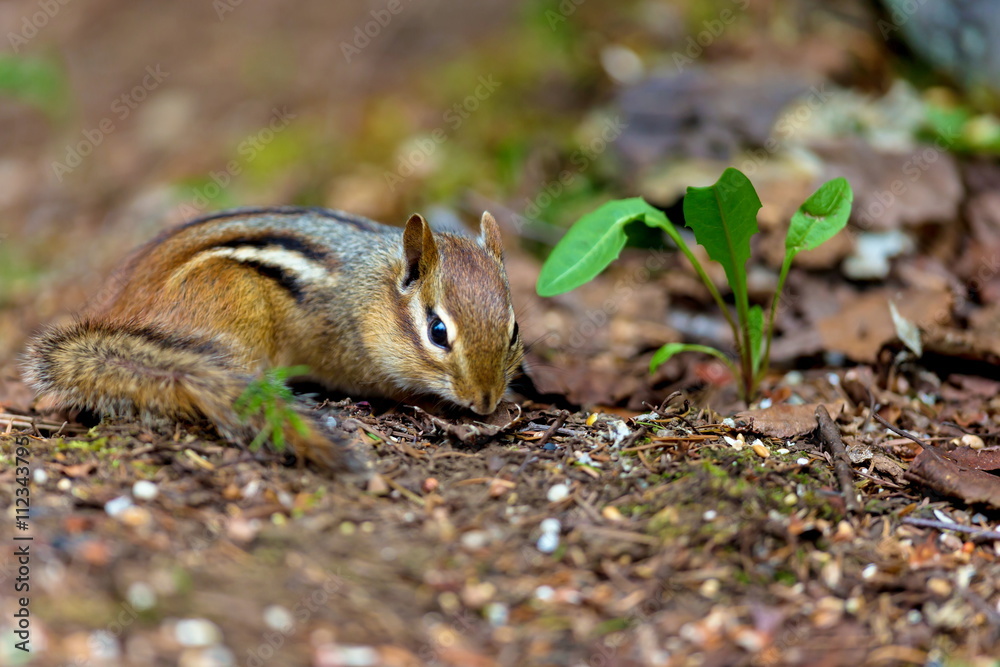 Chipmunks are small, striped rodents of the family squirrel. Chipmunks are found in North America, with the exception of the Siberian chipmunk which is found primarily in Asia. Chipmunks are small, striped rodents of the family squirrel. Chipmunks are found in North America, with the exception of the Siberian chipmunk which is found primarily in Asia.