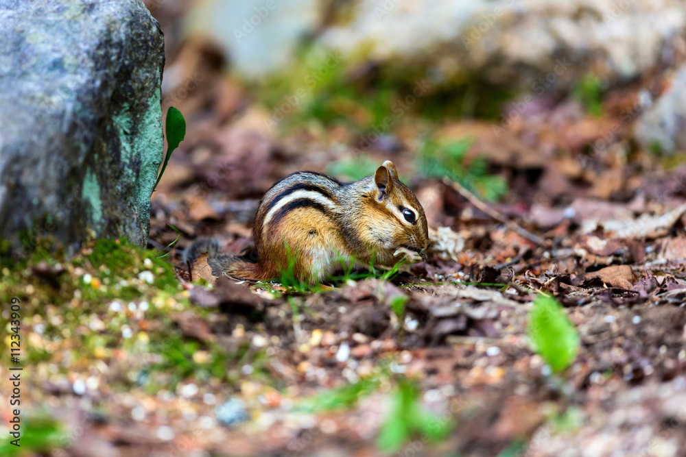 Chipmunks are small, striped rodents of the family squirrel. Chipmunks are found in North America, with the exception of the Siberian chipmunk which is found primarily in Asia. Chipmunks are small, striped rodents of the family squirrel. Chipmunks are found in North America, with the exception of the Siberian chipmunk which is found primarily in Asia.
