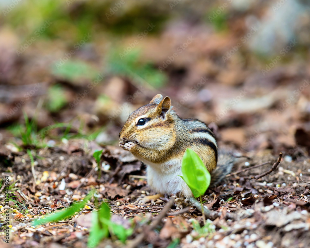 Chipmunks are small, striped rodents of the family squirrel. Chipmunks are found in North America, with the exception of the Siberian chipmunk which is found primarily in Asia. Chipmunks are small, striped rodents of the family squirrel. Chipmunks are found in North America, with the exception of the Siberian chipmunk which is found primarily in Asia.