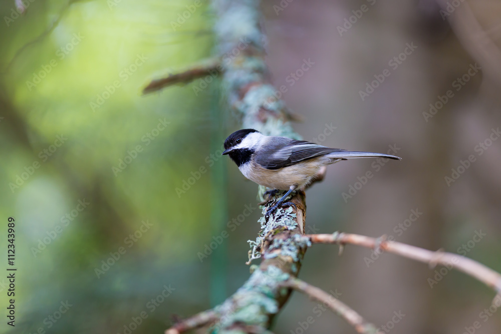Obraz premium Black capped chickadee. Widely considered friendly bird thanks to its oversized round head, tiny body, and curiosity about everything, including humans. The chickadees black cap and bib; 
