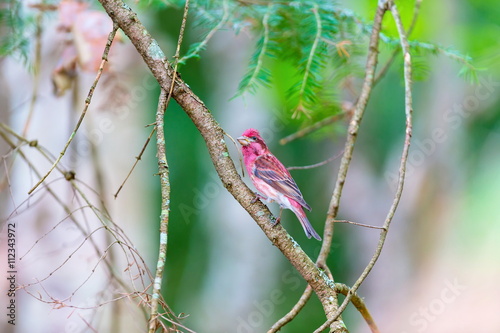 The Purple finches are a genus, of perching birds in the finch family . Most are called 