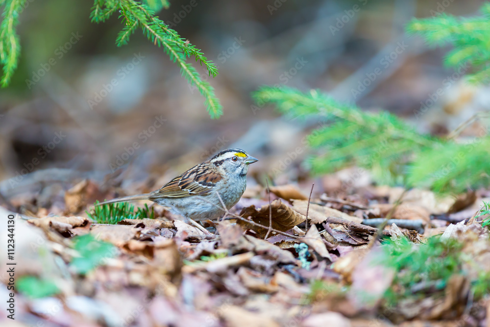 Crisp facial markings make the White-throated Sparrow an attractive bird as well as a hopping, flying anatomy lesson. They are common in northern Quebec where they breed in summer. Crisp facial markings make the White-throated Sparrow an attractive bird as well as a hopping, flying anatomy lesson. They are common in northern Quebec where they breed in summer.