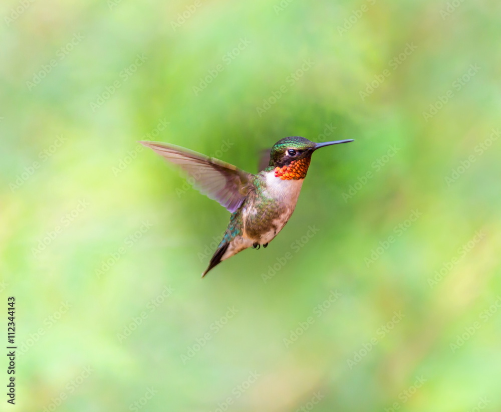 Fototapeta premium Ruby Throated Humming bird in a boreal forest in Northern Quebec after its long migration north. Very small hummingbirds with a lot of fight to do the long trip from the south.