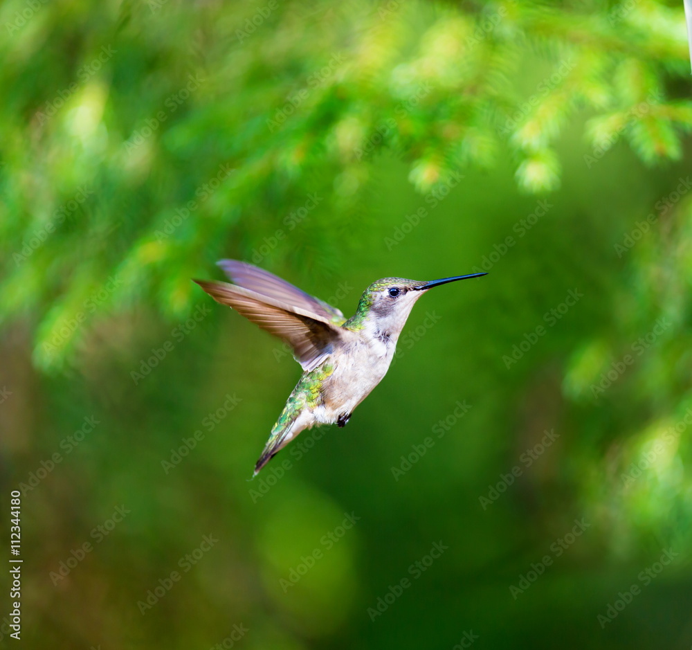 Ruby Throated Humming bird in a boreal forest in Northern Quebec after its long migration north. Very small hummingbirds with a lot of fight to do the long trip from the south. Ruby Throated Humming bird in a boreal forest in Northern Quebec after its long migration north. Very small hummingbirds with a lot of fight to do the long trip from the south.