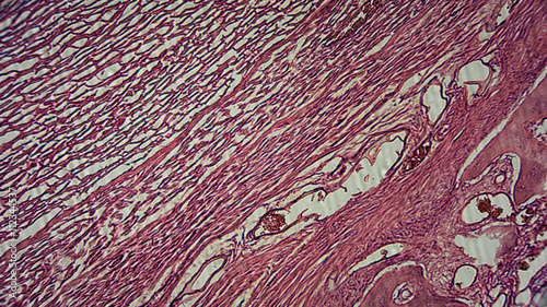 menschliche Zellen unter dem Mikroskop - Anatomie / Histologie / Pathologie photo