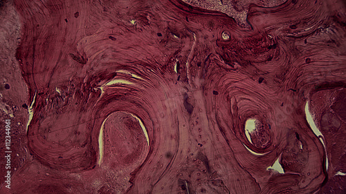 menschliche Zellen unter dem Mikroskop - Anatomie / Histologie / Pathologie photo