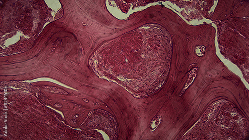 menschliche Zellen unter dem Mikroskop - Anatomie / Histologie / Pathologie photo