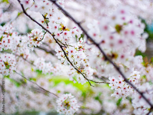 Cherry blossom Japan Spring