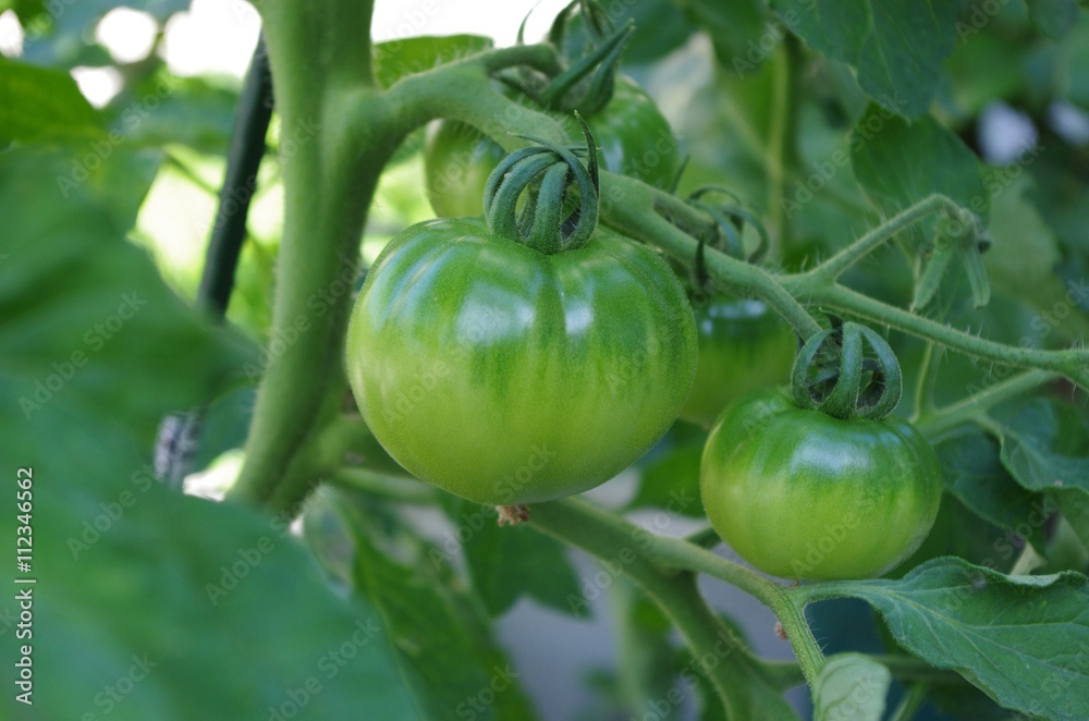 家庭で栽培中のトマト