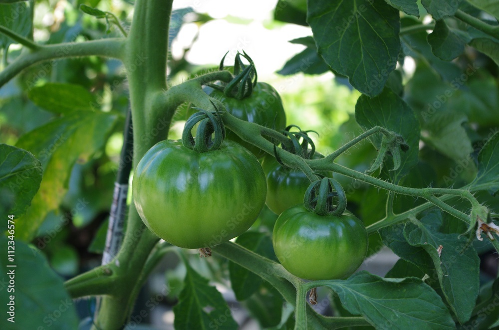 家庭で栽培中のトマト