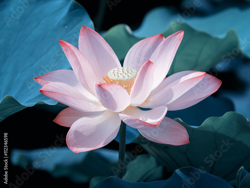 Fototapeta Naklejka Na Ścianę i Meble -  blooming lotus flower