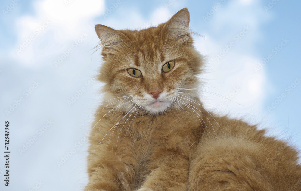 Portrait of a red cat looking into the camera