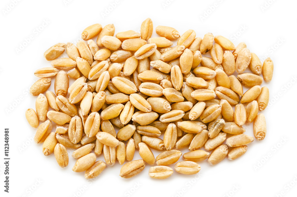 pile of wheat kernels.