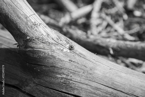 A small spider sits on a tree branch in the woods. Black-and-white photograph. photo