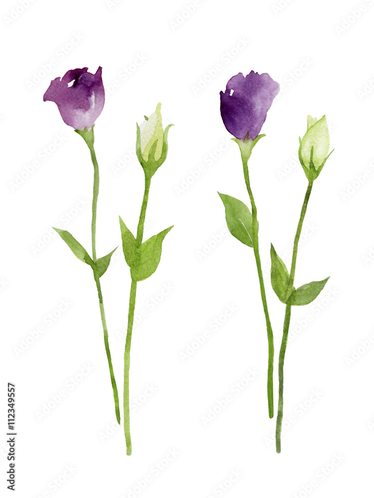 紫と白のトルコ桔梗 花とつぼみ 水彩イラスト Stock Illustration Adobe Stock