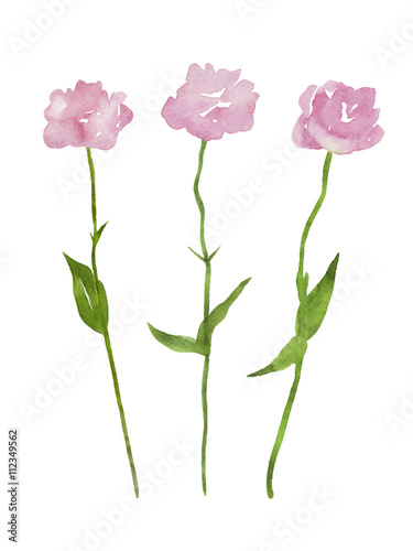 3本のピンク色のトルコ桔梗 水彩イラスト Stock Illustration Adobe Stock
