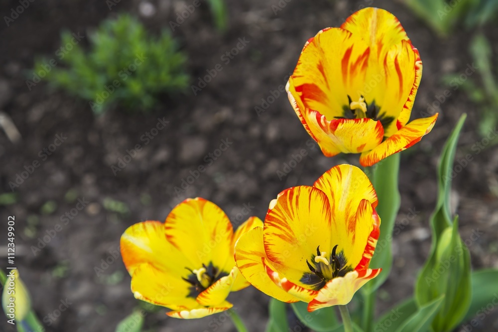 Group of orange tulips in garden