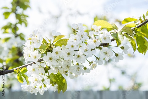 Spring blooming sakura cherry flowers branch