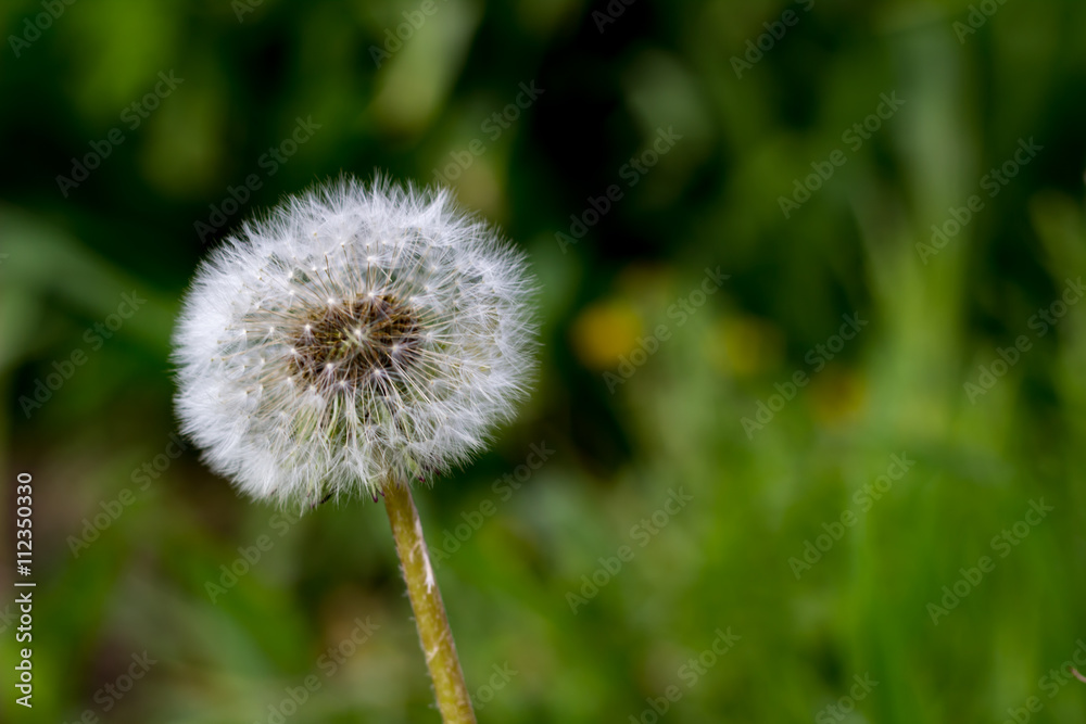 dandelion dandelion