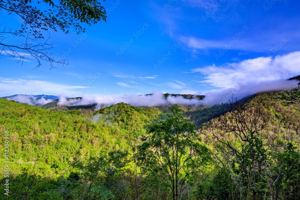 Landscape mountain and forest with fog Landscape mountain and forest with fog