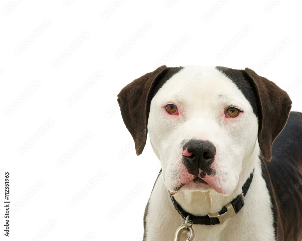 Brown and white american pit bull terrier with brown eyes, red sclera of eyes from cold virus Brown and white american pit bull terrier with brown eyes, red sclera of eyes from cold virus