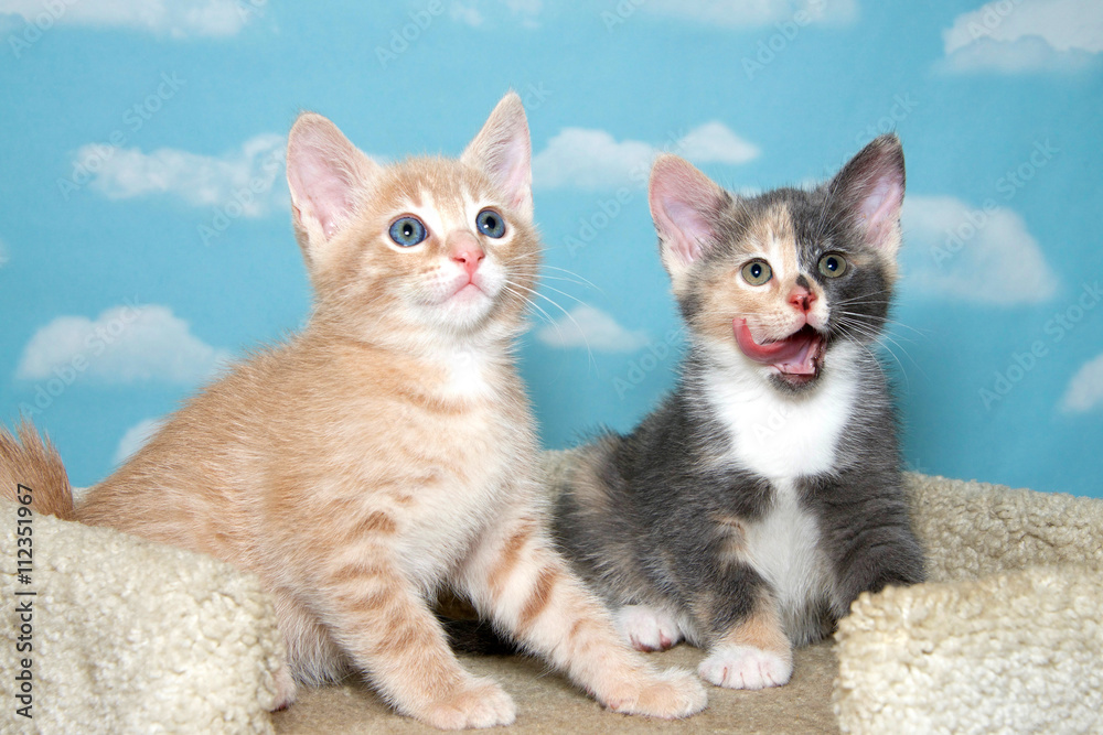 Two 8 week old kittens, orange buff and calico on carpeted cat post with  blue background white clouds, calico licking mouth tongue sticking out  Stock Photo | Adobe Stock