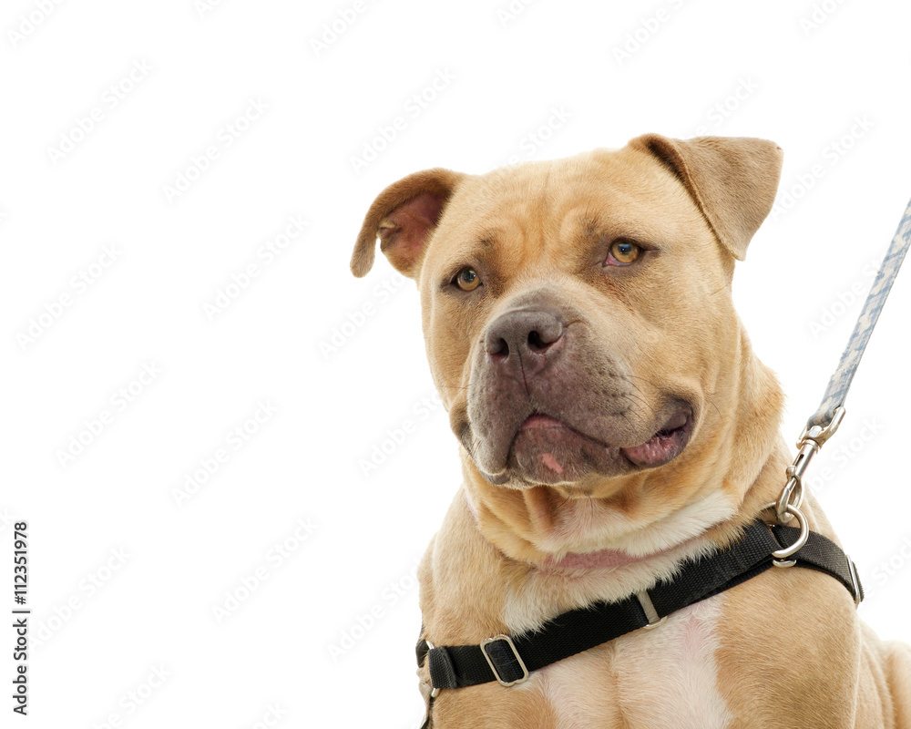 Chunky over weight light brown pit bull on a leash, portrait, isolated on white background. Big but friendly