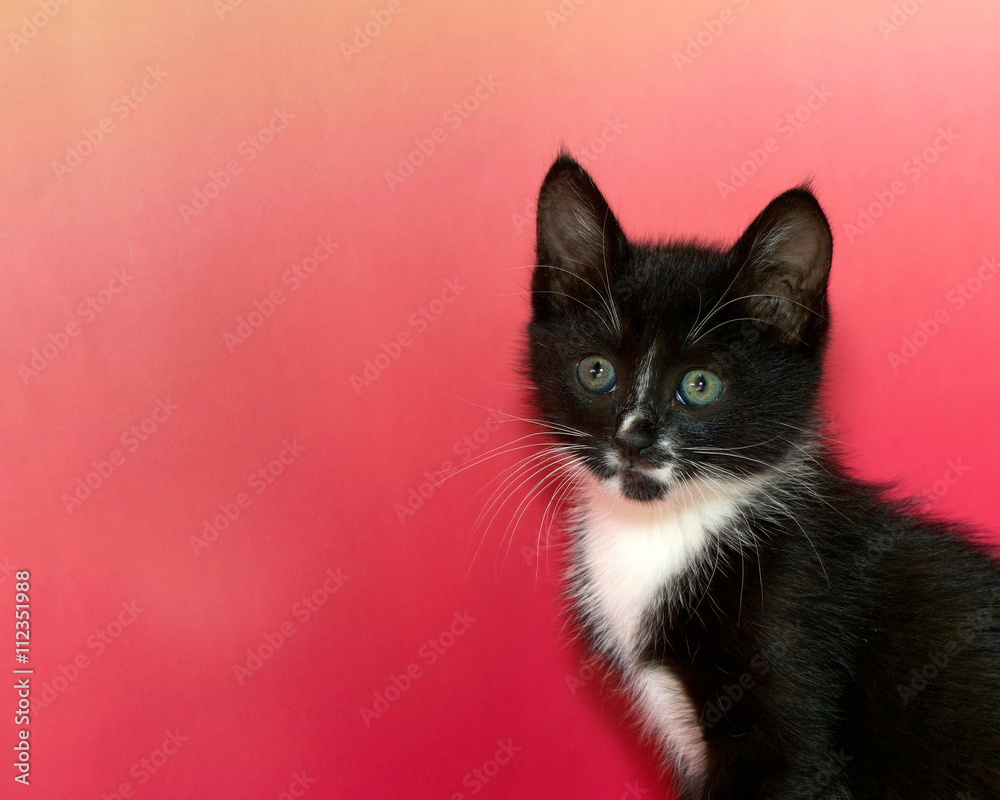 Black and white tuxedo tabby cat portrait of on pink textured background with copy space to side