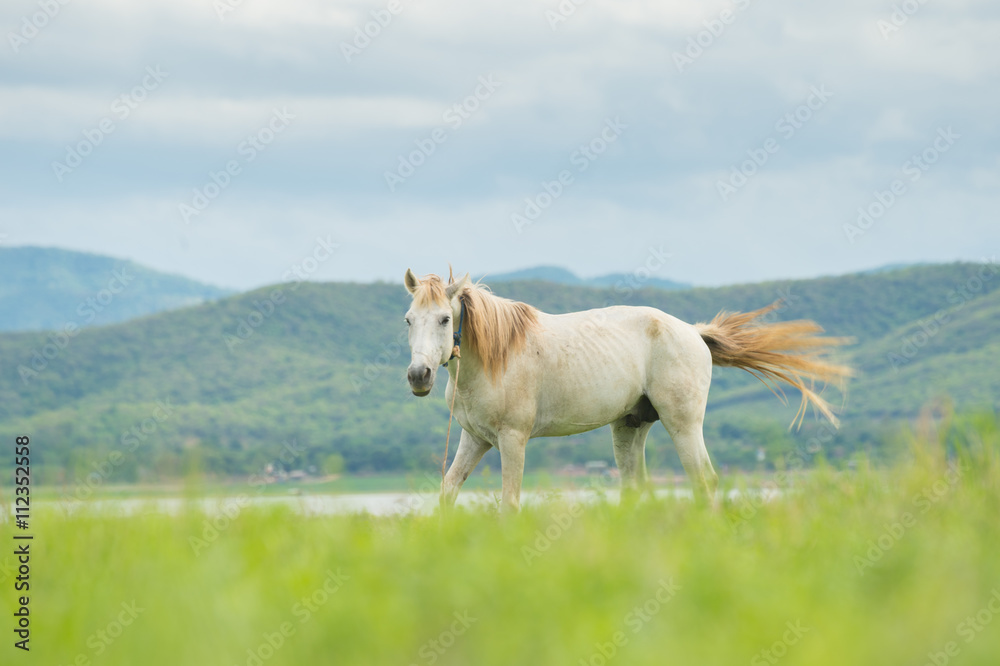 white horse on a green field and blue sky white horse on a green field and blue sky