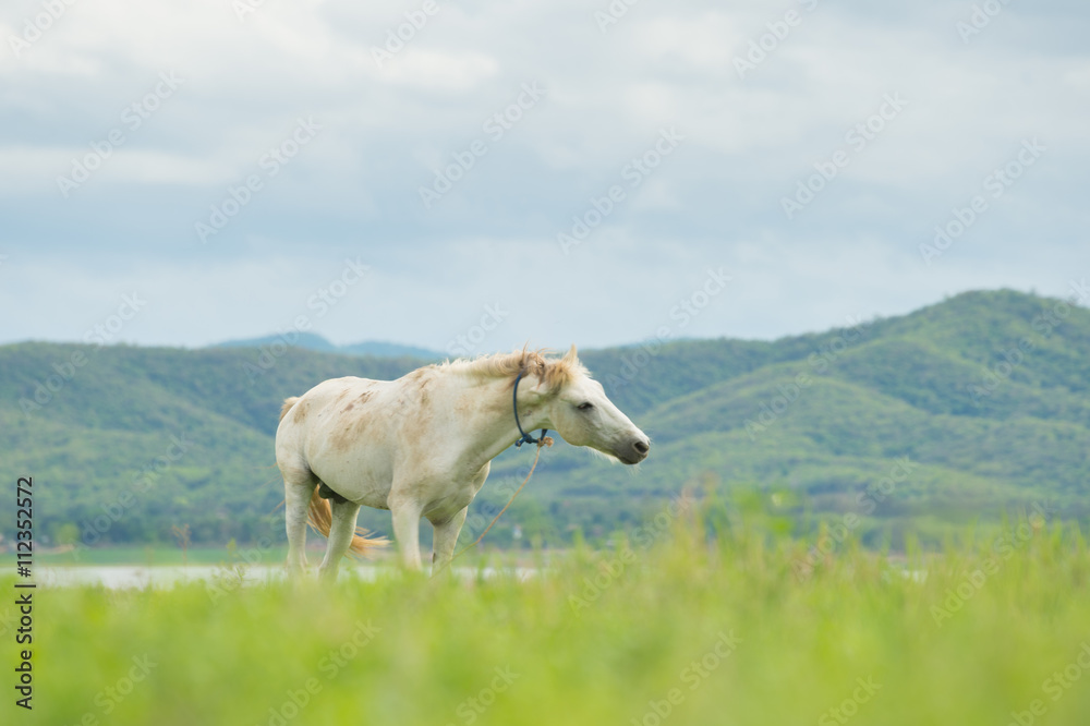 white horse on a green field and blue sky white horse on a green field and blue sky