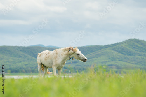 white horse on a green field and blue sky