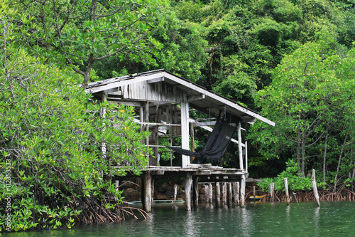 Mangrove forest around in the wet land.