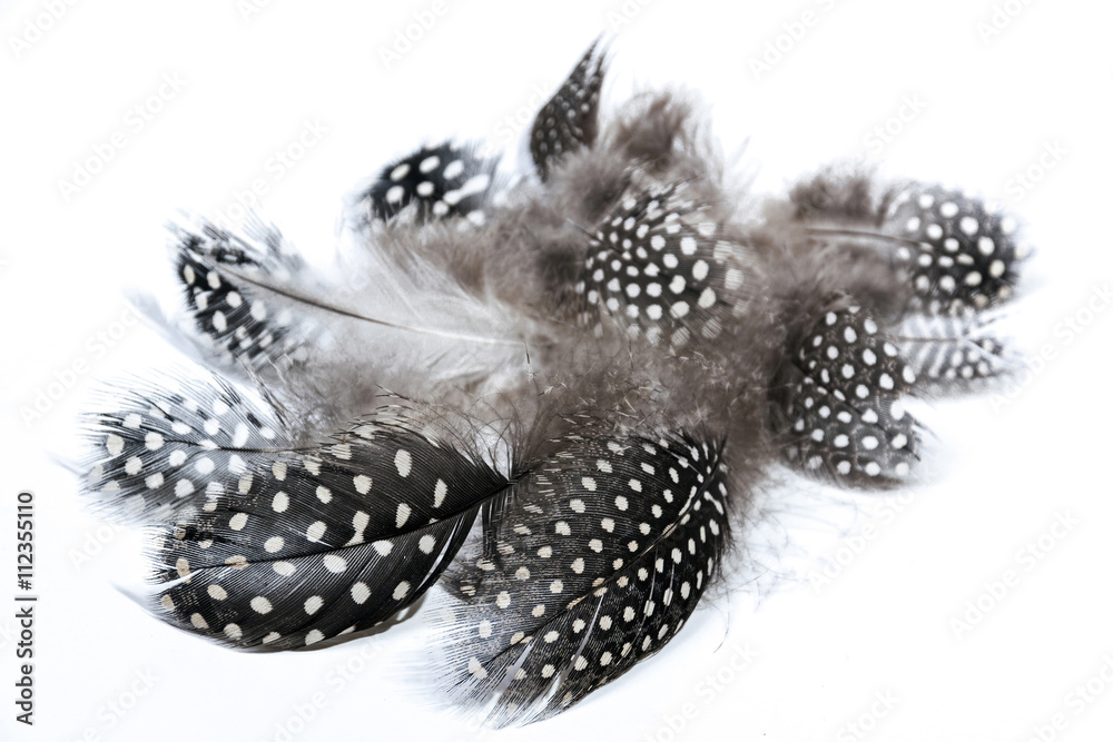 Collection of Fine Textured Guinea Fowl Feathers Collection of Fine Textured Guinea Fowl Feathers