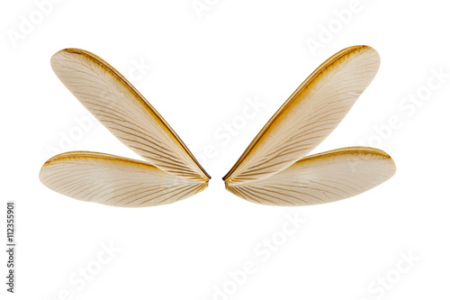 wing of flying termite